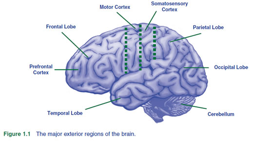 major exteriors of brain