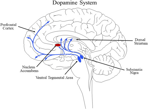 Dopamine System