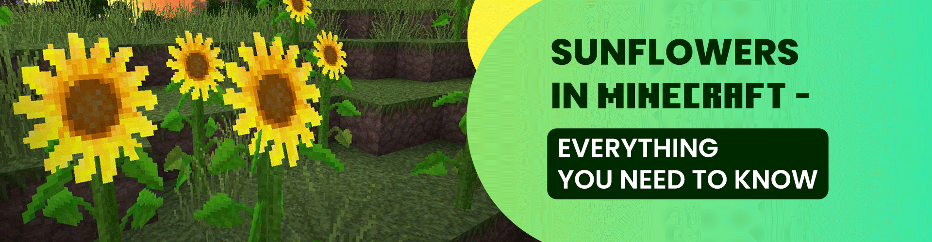 Sunflowers in Minecraft - Everything You Need to Know