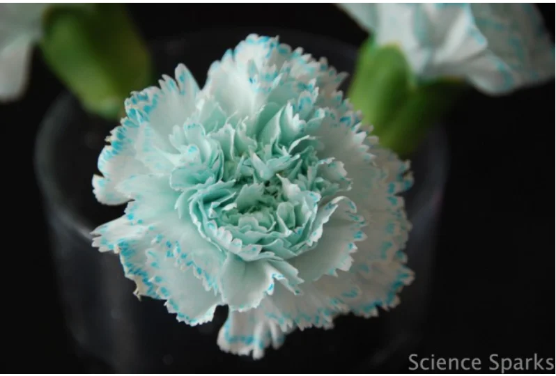 The Color Changing Flower Trick